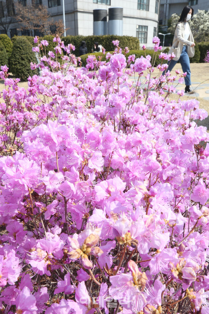 봄을 알리는 진달래                                                                                                                                                                                