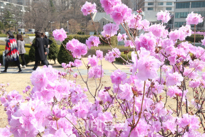 캠퍼스에 핀 진달래                                                                                                                                                                                