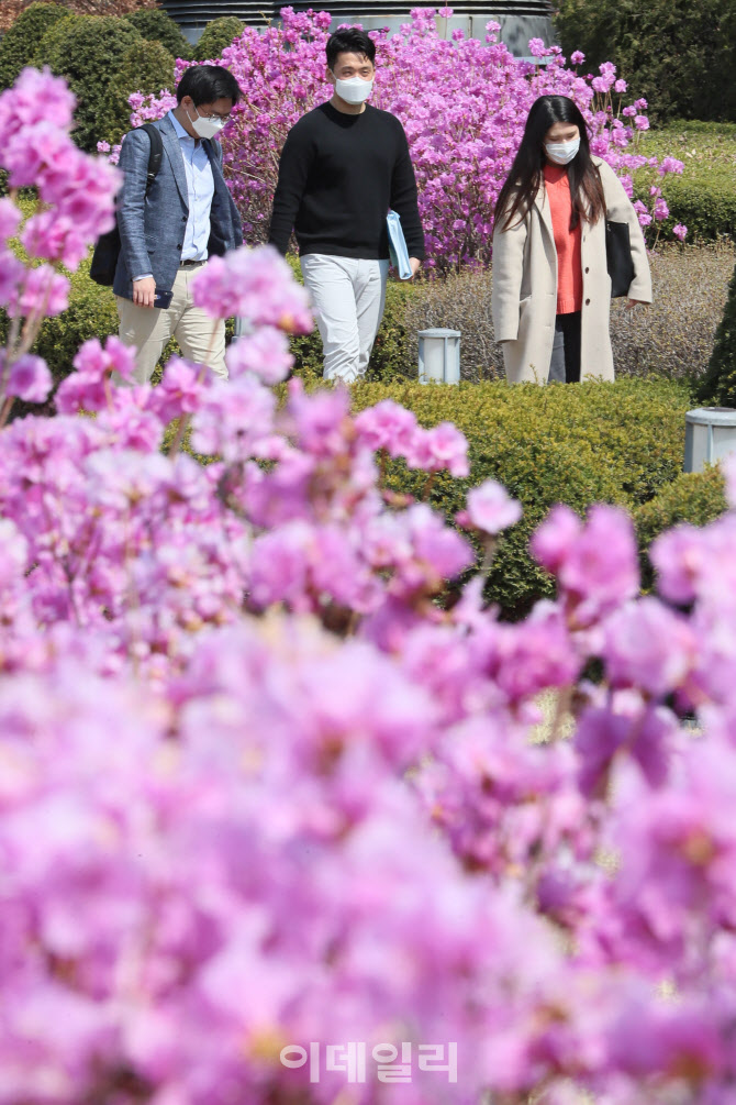 짙은 분홍빛 진달래                                                                                                                                                                                