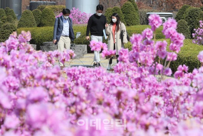 개강도 안했는데 캠퍼스에 핀 진달래                                                                                                                                                                