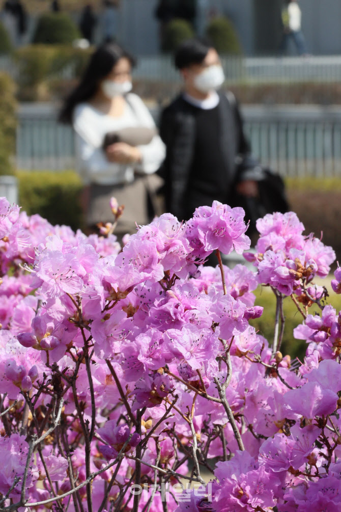 캠퍼스, 분홍빛에 물들다                                                                                                                                                                           