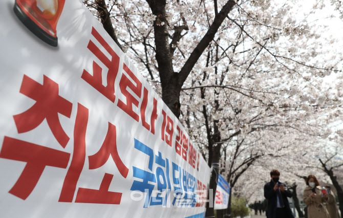 여의도 봄꽃축제 취소, '벚꽃은 내년에 봐요'                                                                                                                                              