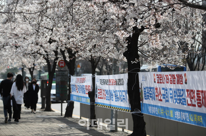 코로나19 확산 방지, '벚꽃놀이 오지 마세요'                                                                                                                                              