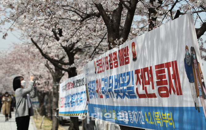 코로나19 확산 방지, '봄꽃축제 취소, 벚꽃길 전면 통제'                                                                                                                                   