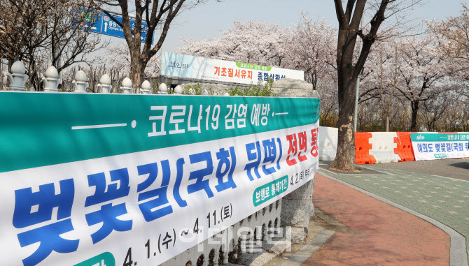 여의도는 '벚꽃 엔딩'...전면통제 시작                                                                                                                                                    