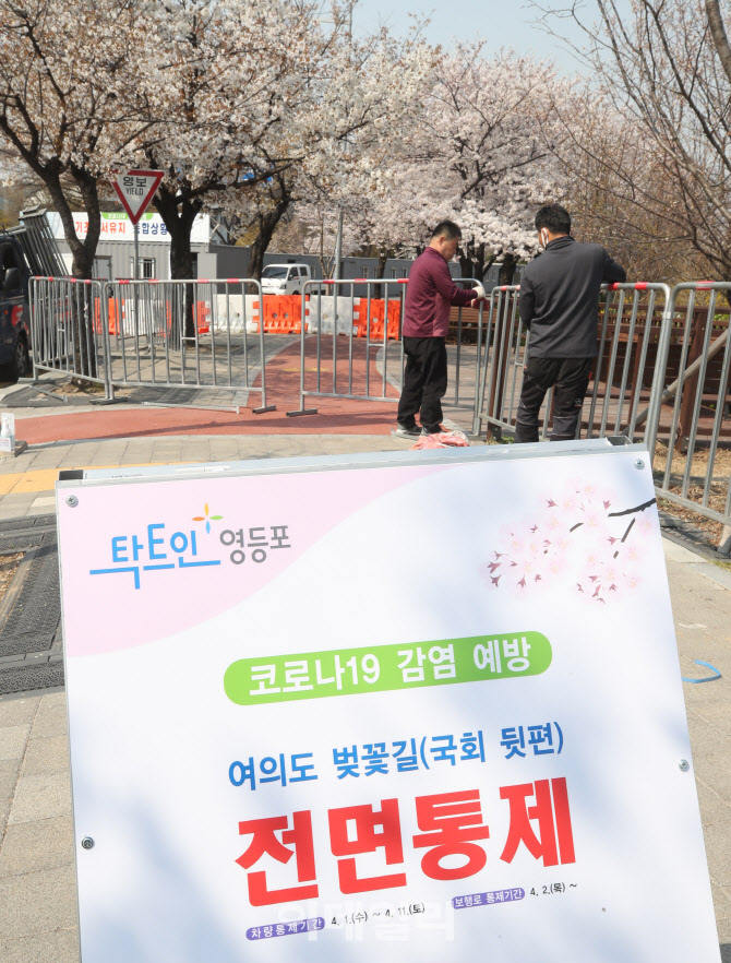 코로나가 삼킨 ‘벚꽃엔딩’                                                                                                                                                                        