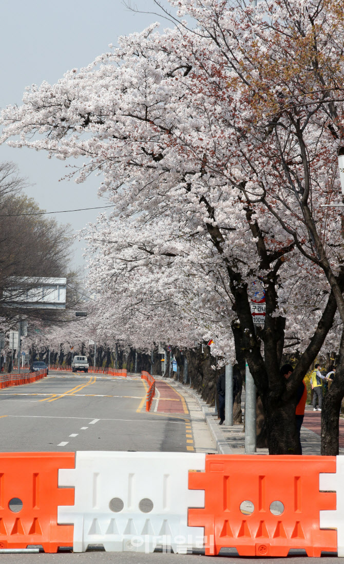 코로나19가 삼킨 ‘벚꽃엔딩’                                                                                                                                                                      