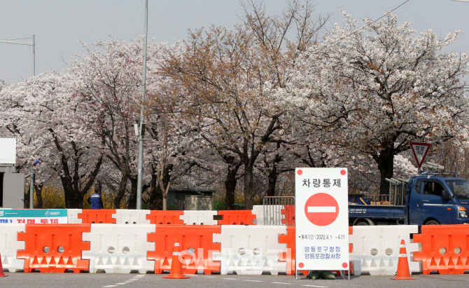 여의도 ‘벚꽃 엔딩’... 축제 취소·출입로 전면 통제                                                                                                                                               
