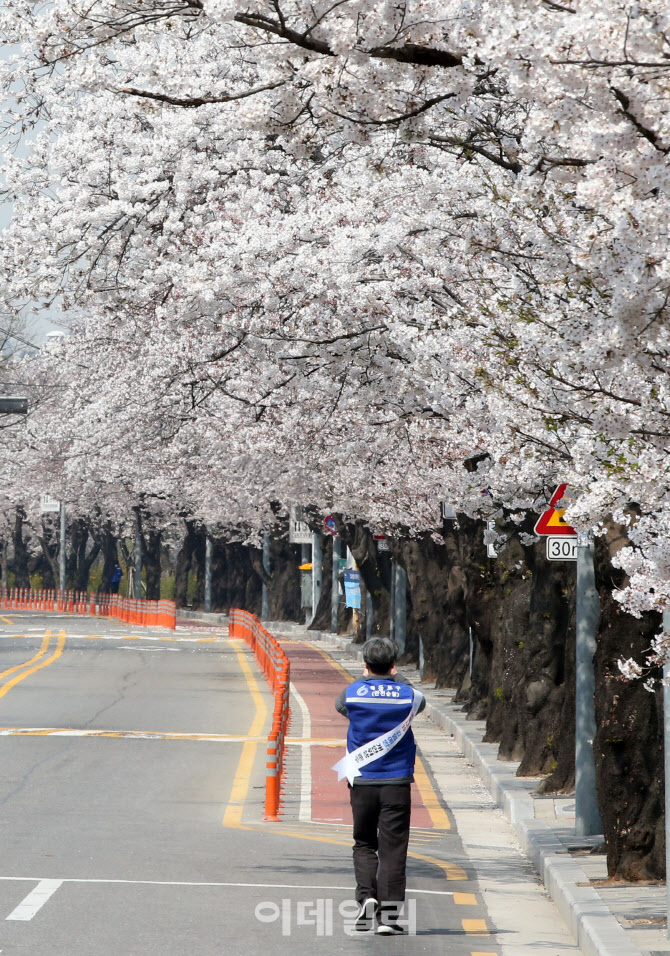 아름답게 핀 벚꽃, 내년에 만나요!                                                                                                                                                                  