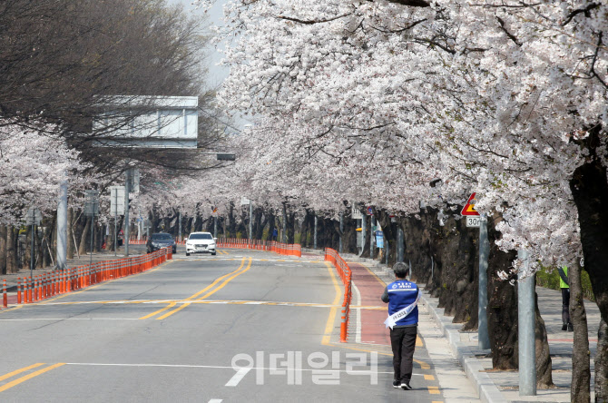 아름답게 핀 여의도 벚꽃, 내년에 만나요!                                                                                                                                                           