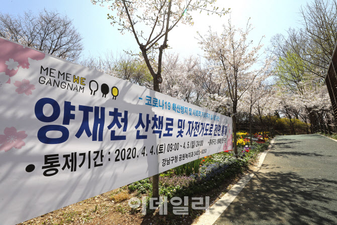  양재천 벚꽃길 전면통제                                                                                                                                                                           