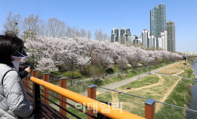  멀리서 보는 벚꽃길                                                                                                                                                                               