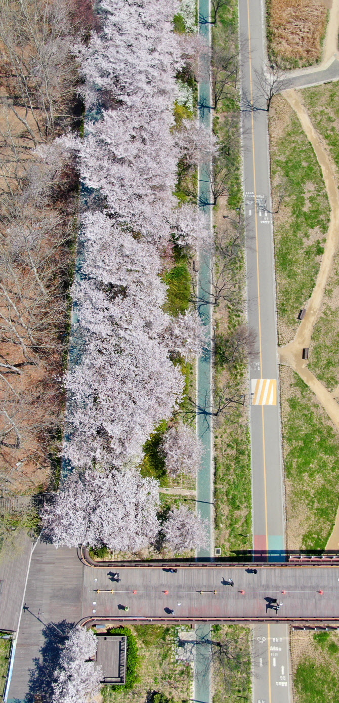 코로나에 벚꽃구경 잠시 '안녕'