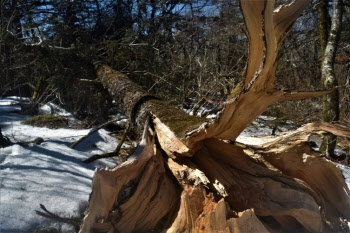 수령 30∼50년 지리산 가문비나무 집단 고사…"기후변화 영향"