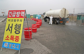 코로나19의 역설…조류인플루엔자·구제역이 사라졌다