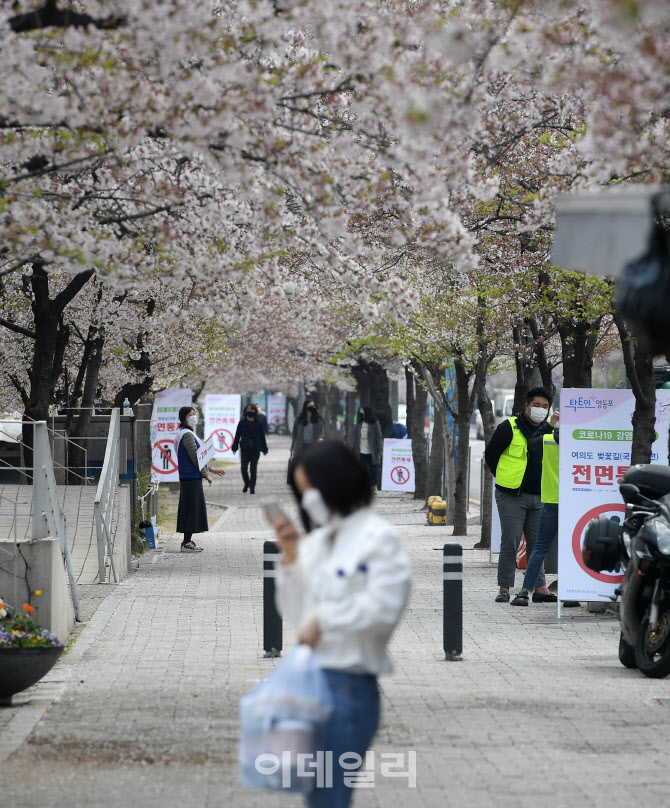 이번 주말에도 여의도 윤중로 벚꽃길 차단…정류장 폐쇄하고 우회                                                                                                                                     