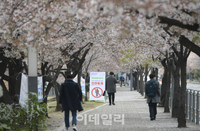 여의도 벚꽃길(윤중로) 전면통제 12일 밤까지 연장                                                                                                                                                   