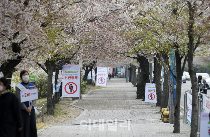 이번 주말에도 여의도 윤중로에 버스 안 선다                                                                                                                                                        