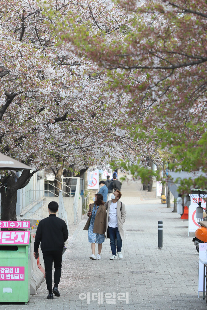 한산한 벚꽃 거리                                                                                                                                                                                  