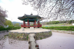 [시기 적절한 충남여행]① 벚꽃과 미술관, 낭만적이고 감성적인 당진 봄 여행