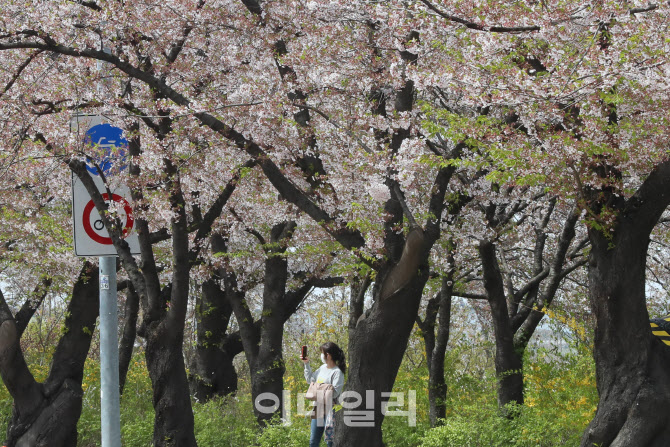 [포토]여전히 아름다운 윤중로 벚꽃길