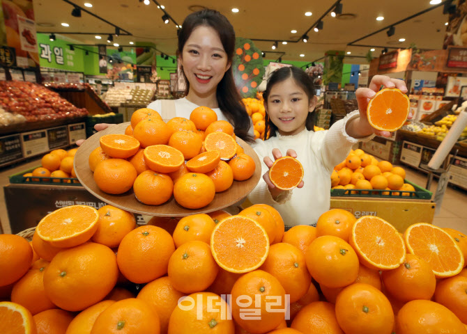 [포토]색다른 매력, '제주 진지향' VS '미국산 만다린 오렌지'