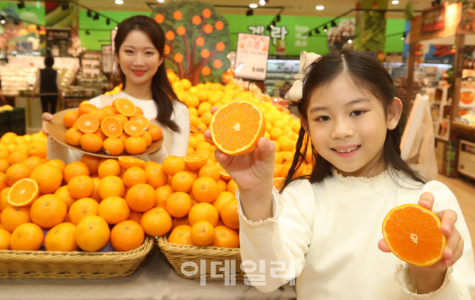 [포토]'제주 진지향'과 '만다린 오렌지'