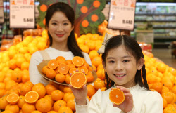 [포토]롯데마트, 신품종 '제주 진지향'과 '만다린 오렌지' 맛보세요!                                                                                                                    
