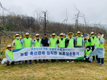 농협경제지주, 포천 사과 과수농가 일손돕기 활동