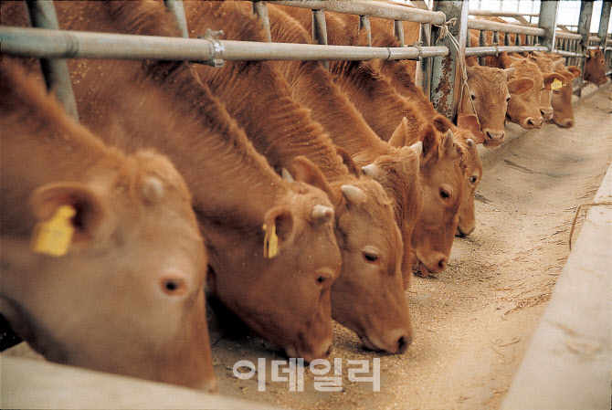 [포토] 농협안심한우, 전속출하농가 390억원 자금 지원