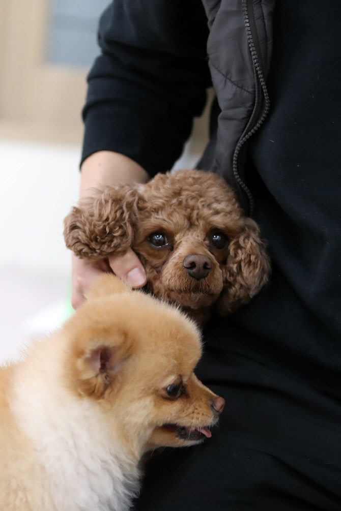 세집 건너 한집은 반려동물 키운다…74.8% "소유주 교육 필요"