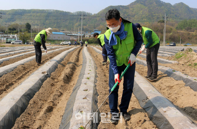 [포토] 농협 IT전략본부, 농촌일손돕기