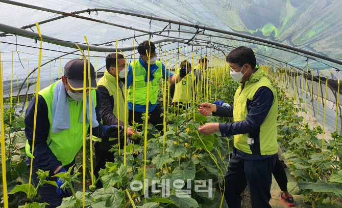 [포토] 농협 농가소득지원부, 농촌일손돕기