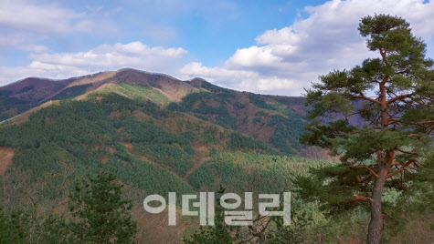 "국내 최대 잣나무숲 단지, 강원 홍천 가리산에서 힐링해요"