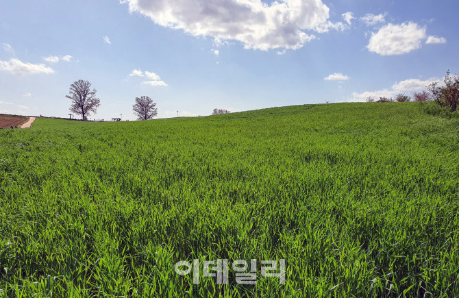 [포토] 안성팜랜드, 힐링되는 호밀밭 경관