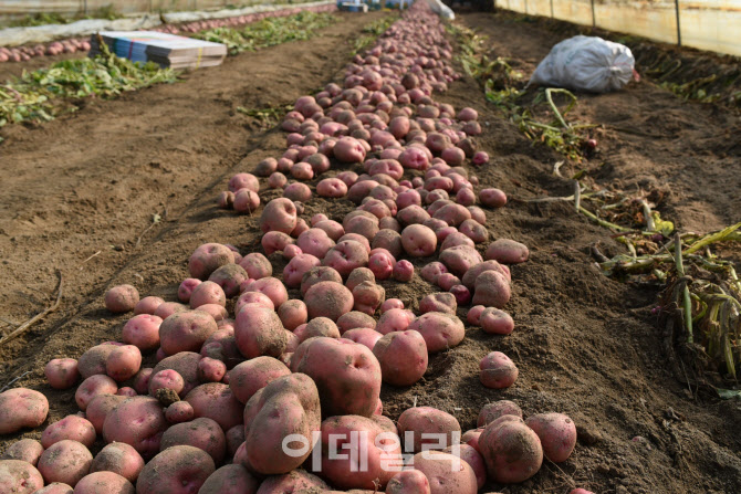 농진청, 봄에 맛보는 햇감자 '서홍' 소비자 첫 판매