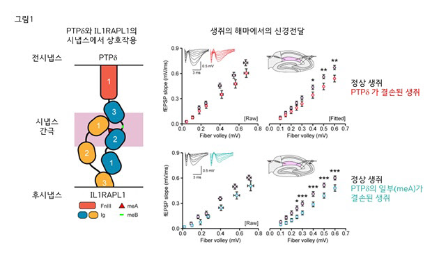 수면 장애와 뇌질환 관계는...수면 조절 시냅스 기전 규명