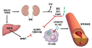 당뇨병 치료제 SGLT2 억제제, 심혈관질환 감소 기전 규명