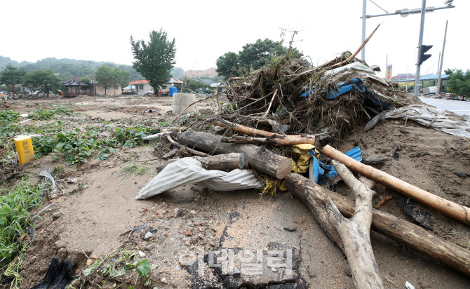뿌리채 뽑힌 나무                                                                                                                                                                                  