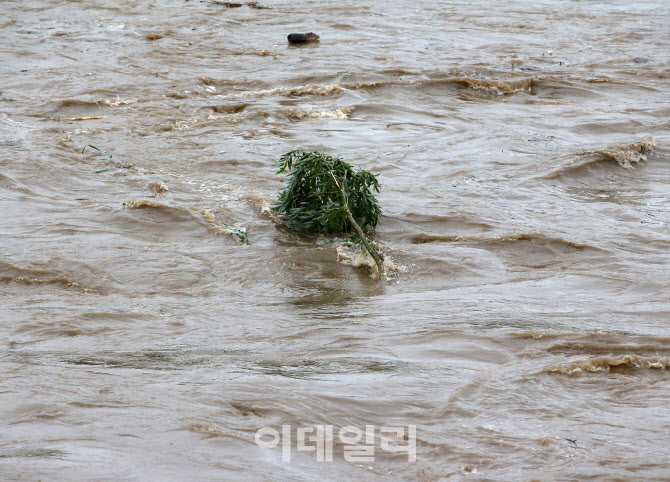 거센 물살에 휘어버린 나무                                                                                                                                                                         