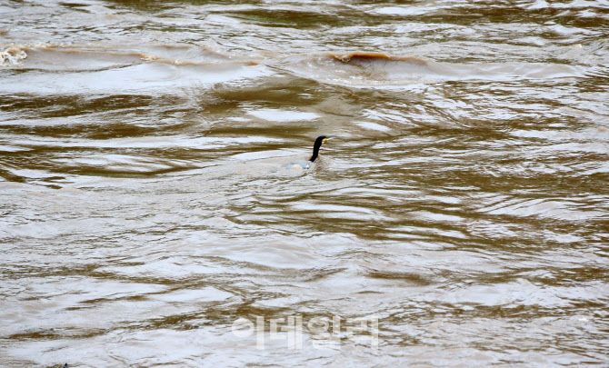 거센 물살에 떠내려가는 오리                                                                                                                                                                       