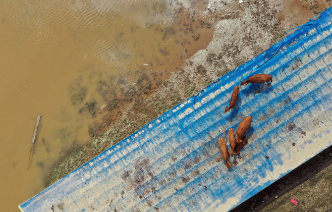  수해 피해 지붕으로 올라간 소                                                                                                                                                                     