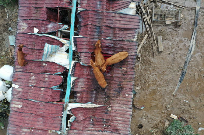  지붕 위로 피신해 살아남은 소들                                                                                                                                                                   