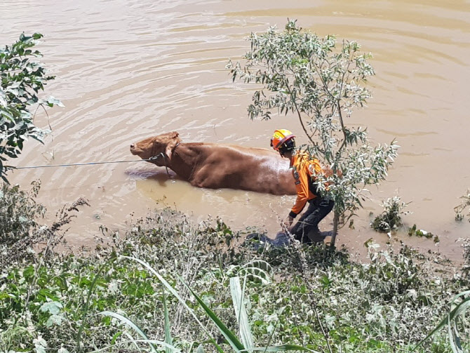  물에 빠진 소 구출                                                                                                                                                                                