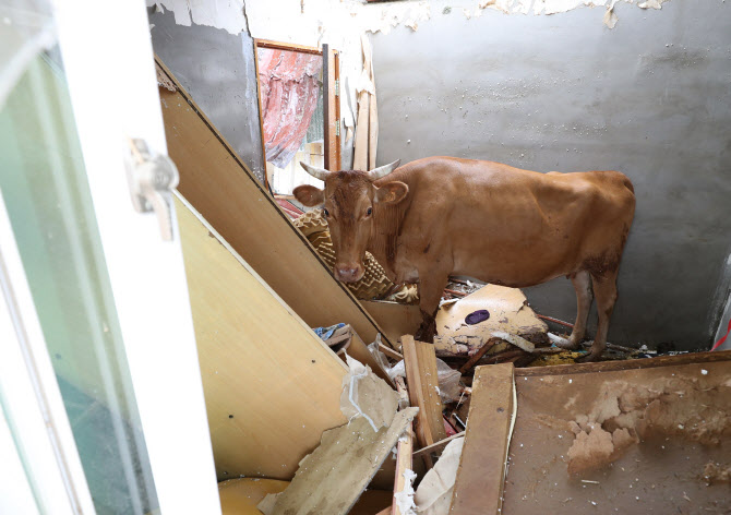  지붕에서 추락한 소                                                                                                                                                                               