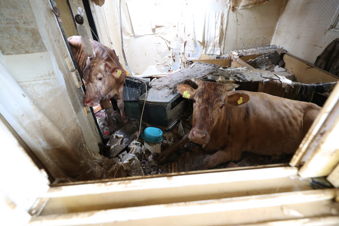  지붕에서 추락한 소                                                                                                                                                                               