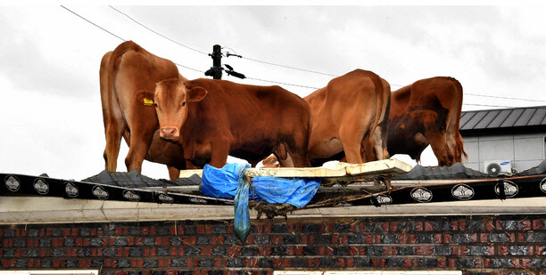 농가 곳곳 소 구출작업…지붕 오른 소는 크레인 동원                                                                                                                                                       