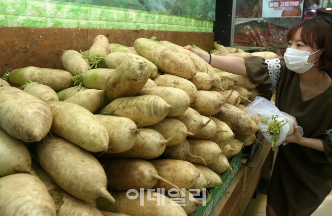  긴 장마·태풍으로 채소값 폭등                                                                                                                                                                    