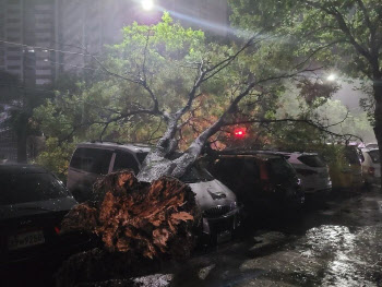 '가로수·전봇대 쓰러져' 서울 곳곳서도 태풍 피해