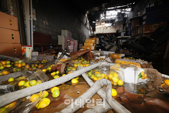 땅에 널부러진 귤                                                                                                                                                                                  